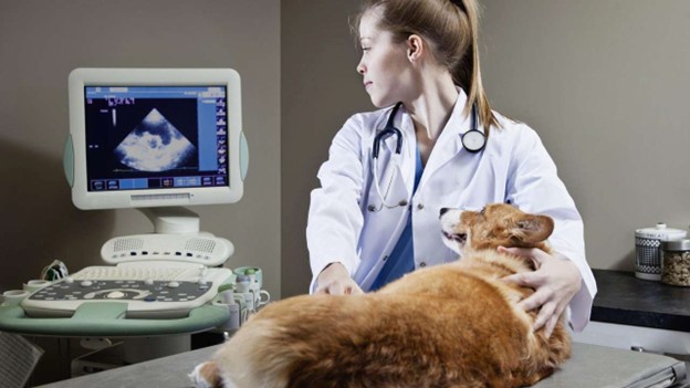 DICOM in Veterinary Medicine - Presented by PostDICOM